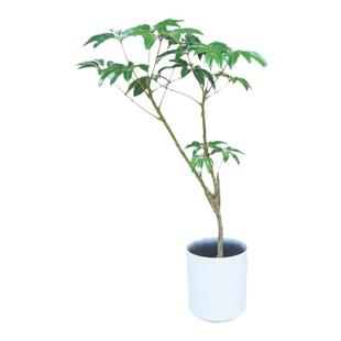 网红日本大叶伞绿植简约风保罗盆栽北京同城客厅室内净化空气观叶