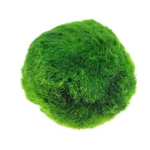 绿藻球小鱼缸水族箱造景装饰真水草水生植物活体前景草懒人水藻球