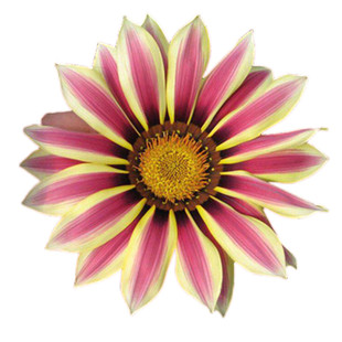 勋章菊花种子花种季开花易种花坛花种籽子室内阳台花卉盆栽植物