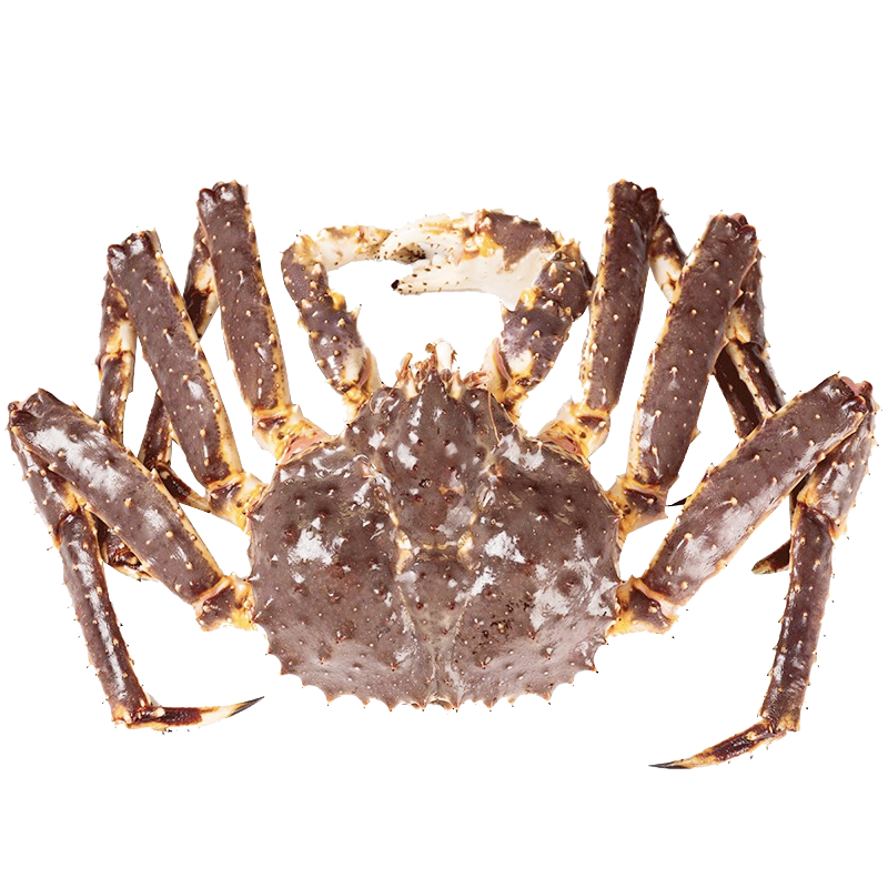 帝王蟹鲜活冷冻海鲜水产12斤帝皇蟹蜘蛛螃蟹年货送礼大礼包长脚蟹