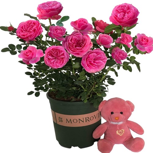 蔷薇花苗爬藤四季好养植物滕彩虹藤本月季花盆栽室外阳台花卉绿植