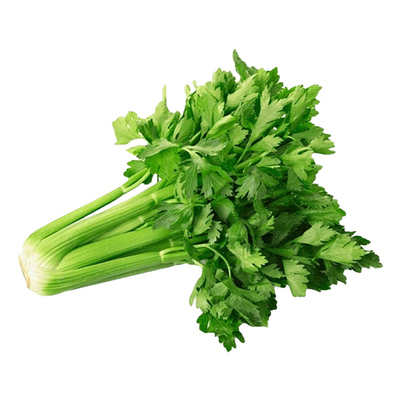 芹菜苗四季小香芹蔬菜苗