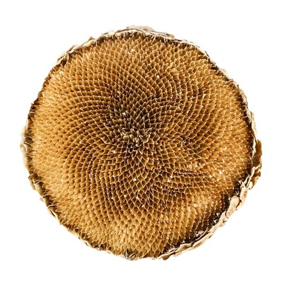 向日葵花盘正品官方旗舰店