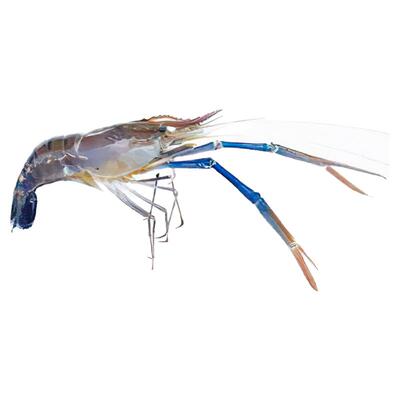 生冻罗氏沼虾活虾液氮速冻淡水大虾大头河虾泰国虾金钱虾无泡药