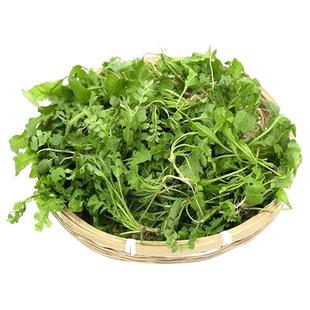 新鲜荠菜1-4斤现挖野生荠荠菜野菜白花荠菜饺子馅应当季地丁菜