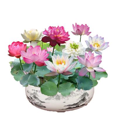 碗莲水培植物花卉室内四季好养