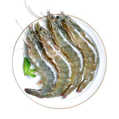 渔游记南美白对虾