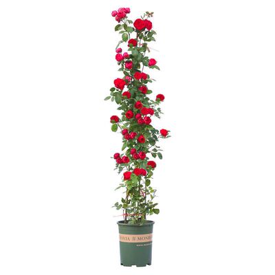 蔷薇花苗藤本月季花爬墙玫瑰盆栽