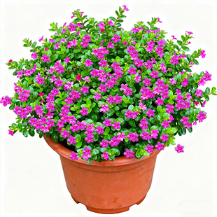 繁星点点！满天星盆栽庭院室内阳台花卉四季开好养耐热耐寒植物