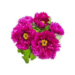 牡丹鲜花落日珊瑚芍药鲜切花精品大芍药花山东基地发货芍药鲜切花