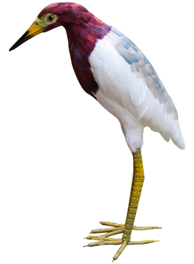 仿真白鹭池鹭夜鹭牛背鹭展馆模型