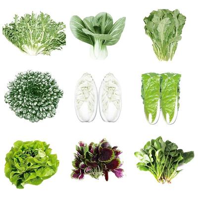 农科院茼蒿种子大全四季易种