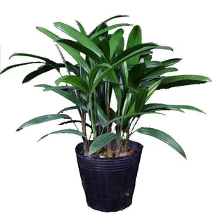 棕竹盆栽招财植物室内绿植四季常青棕竹大叶四季常青棕竹水培大盆