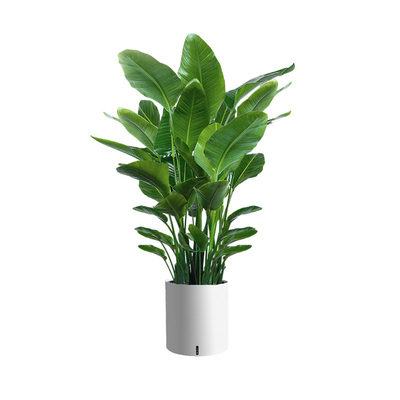 植男植女大型天堂鸟好看好养