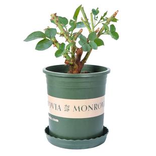 3颗9.9元老根月季花苗盆栽阳台花卉植物易成活四季玫瑰花苗大花朵