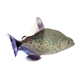 秘鲁黑食旧金山黄钻胭脂普黑钻黑单养热带肉食性凶猛鱼观赏鱼特价