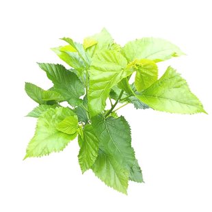 广东新鲜桑叶饲料学生养蚕宝宝套装蚕卵现摘嫩桑叶桑树叶大叶小蚕