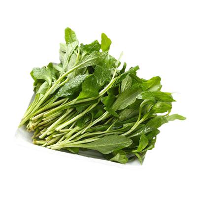 红根马兰头新鲜现摘顺丰包邮