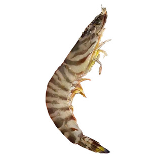 舟山海鲜深海捕捞九节虾基围大虾新鲜速冻海虾冷冻斑节黑虎竹节虾