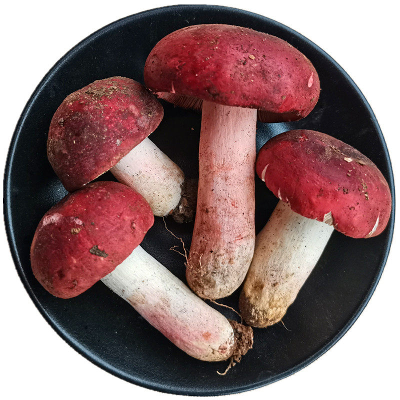 新鲜野生红菇正宗大红菌野红椎菌
