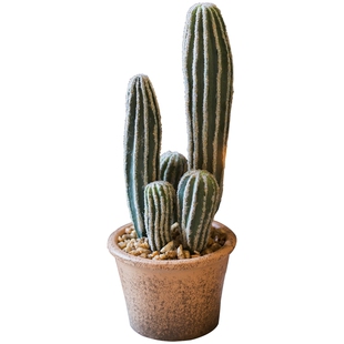 掬涵仿真仙人掌盆景仙人柱落地假植物量天尺绿植造景装饰摆件北欧