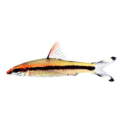 一眉道人群游热门小型热带鱼