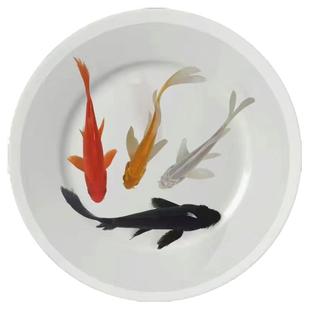 黄金锦鲤鱼龙凤招财鱼好养耐活冷水鱼淡水白金黑鱼红鲤鱼活体组合