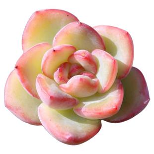 侧影 法兰西玫瑰 多肉植物 多头群生红色 含盆带盆土栽种好 多肉