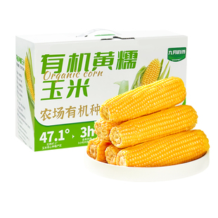 九月的诗东北有机黄糯鲜食玉米260克*8穗真空装包装新鲜早餐
