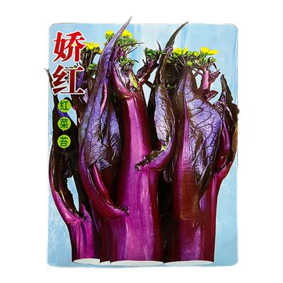 娇红红菜苔蔬菜种子孑籽红油菜薹