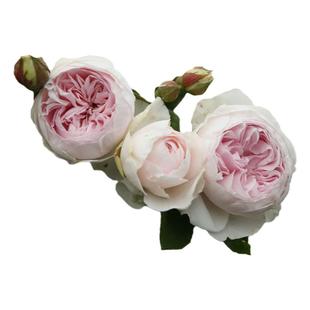 浓香灌木公爵夫人克里斯蒂娜月季花阳台盆栽庭院带营养钵小苗