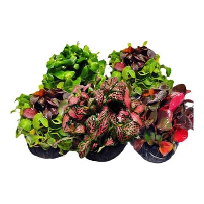 鱼缸水草植物造景阴性好养