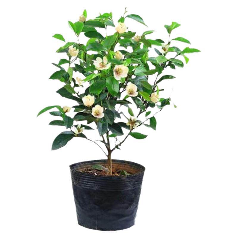 含笑花盆栽树苗室内阳台浓香型带花苞香蕉花庭院四季盆栽耐寒植物