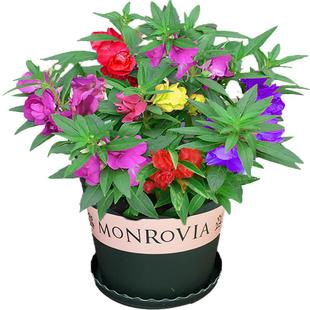 凤仙花种子学生实验套装套餐重瓣室内阳台儿童种植小盆栽指甲花籽