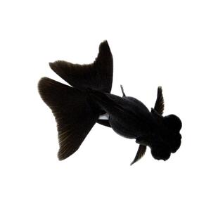 冷水观赏鱼金鱼活鱼好养易活锦鲤鱼锦鲫冷水鱼活体饲料鱼苗红草鱼