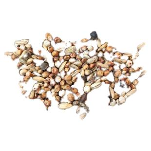 斑鸠 小鸽子幼鸽粮食 鸽子饲料 无玉米无豌豆鸽粮 魔术鸽赛鸽鸽粮