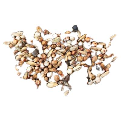 斑鸠小鸽子幼鸽鸟食鸽粮