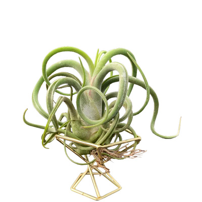 卷叶美杜莎空气凤梨无土易养