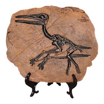 创意仿真恐龙化石摆件工艺品摆设