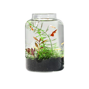 暮云春树生态瓶桌面迷你微景观水族活体专用免打理免换水手工DIY