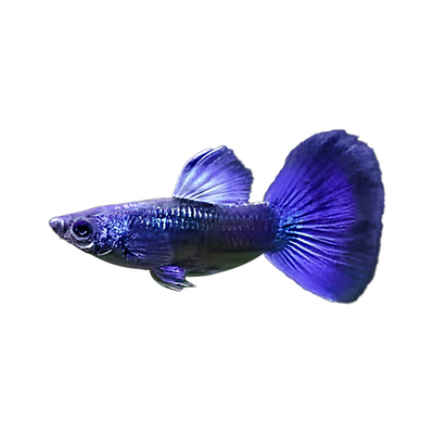 精品孔雀鱼活鱼小型鱼热带鱼苗观赏鱼新手好养耐活淡水凤尾胎生鱼