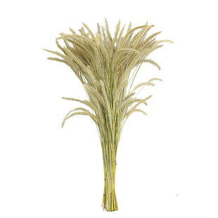 狗尾草干花自然插花创意手工场景陈列点缀商业性活动布景装饰摆件