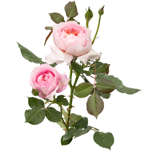 【桃染】天狼月季庭院开张直立自育多季开花观赏花卉盆栽新手推荐