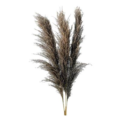 网红芦苇草干花花束白色橱窗植物