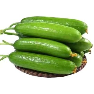 新鲜水果黄瓜农家现摘脆嫩无刺小黄瓜青瓜生吃清甜美味旱黄瓜整箱