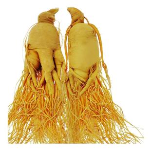 长白山正宗鲜人参保鲜参煲汤泡酒专用野山参新鲜真人参高品质批发