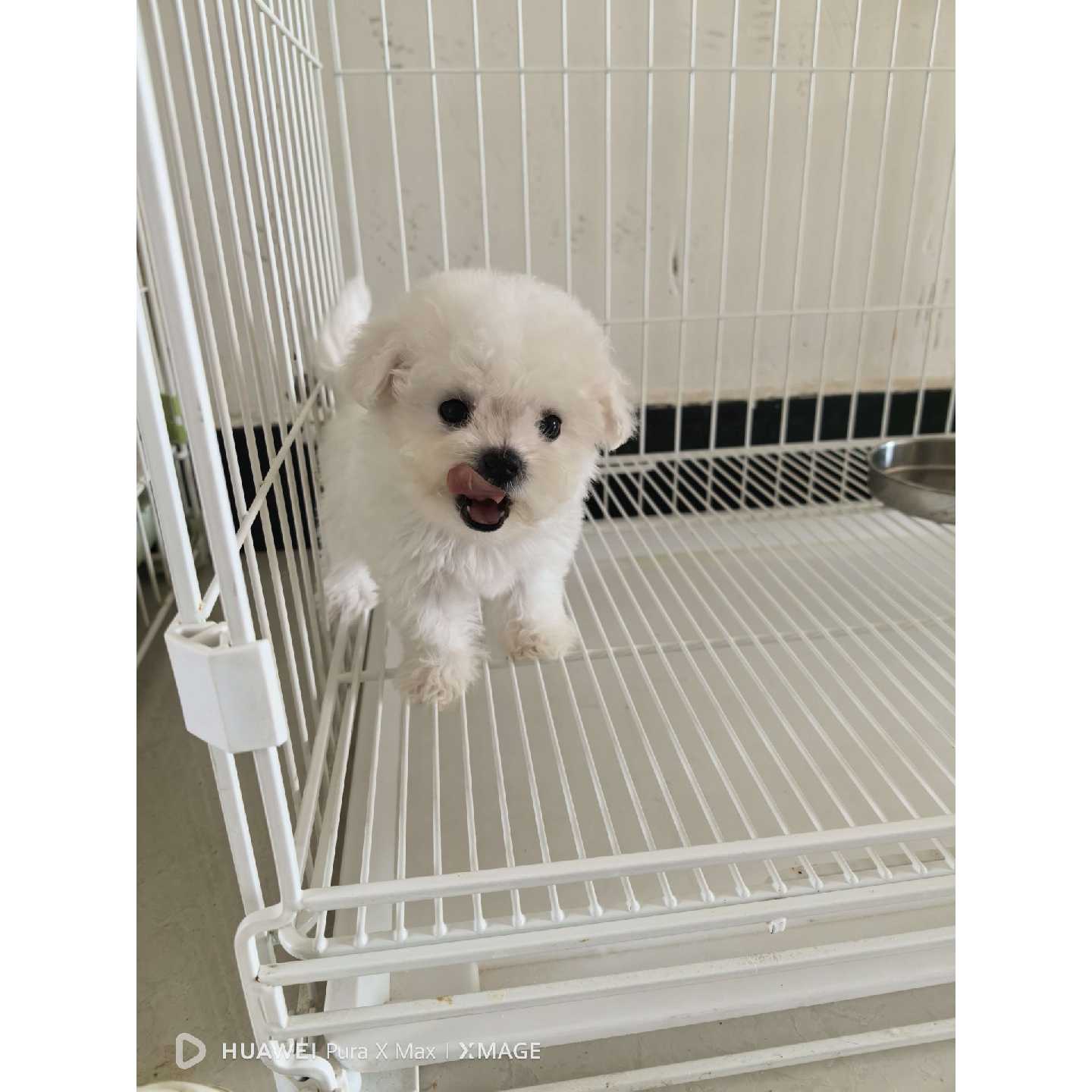 议价比熊妹妹,两个月,纯白毛量厚,家养,驱虫齐,会吃狗粮