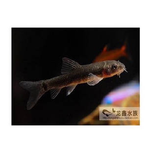 黑线飞狐一线飞狐小猴飞狐除藻鱼除黑毛藻工具鱼观赏鱼清道夫活体