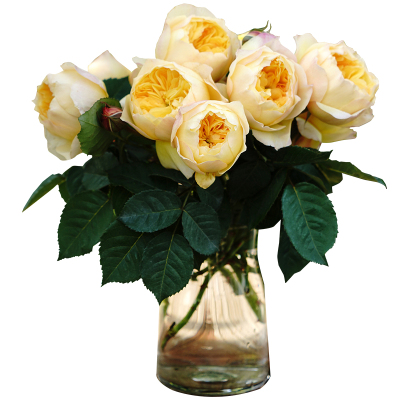 月季杂交开花耐热地栽新品