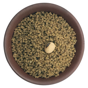 西蜀堂柳莺鸟食长尾山雀鹪鹩饲料营养壮膘柳莺翁莺鸟食饲料颗粒面